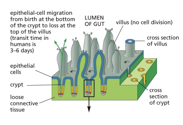 <p>slide continuously upward and terminally differentiate into secretory or absorptive cells, which are shed from the tip of the villus</p>