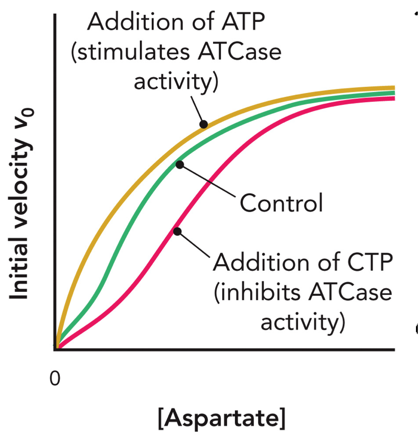 <p>ATCase is a cooperative enzyme = binding at one site affects other sites (positive cooperativity increases affinity at others), sigmoidal (S-shaped)</p><p>ATCase has multiple subunits (c<sub>6</sub>r<sub>6</sub>), binding of substrate at one site increases affinity at other sites, this is positive cooperativity.</p><ol><li><p>Low [Aspartate] → enzyme mostly in T state (inactive)</p></li><li><p>Some substrate binds → shifts toward R state</p></li><li><p>More substrate binds → enzyme becomes more active faster</p></li></ol><p>ATP (activator): shifts curve LEFT, increases activity, higher affinity for substrate, reaches high velocity at lower [S]</p><p>CTP (inhibitor): shifts curve RIGHT, decreases activity, lower affinity, needs more substrate to activate enzyme</p><p></p>