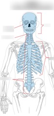 <p>Head, neck, and trunk</p><p>Forms the main vertical axis of the body</p>