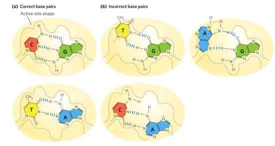 <p>The active site of DNA polymerase has specific shape to perfectly fit the correct W-C base pairs, allowing for efficient catalysis of properly matched bases. Incorrect base pairs distort the geometry of the active site and do not fit properly, making them energetically unfavorable and less likely to be incorporated.</p>
