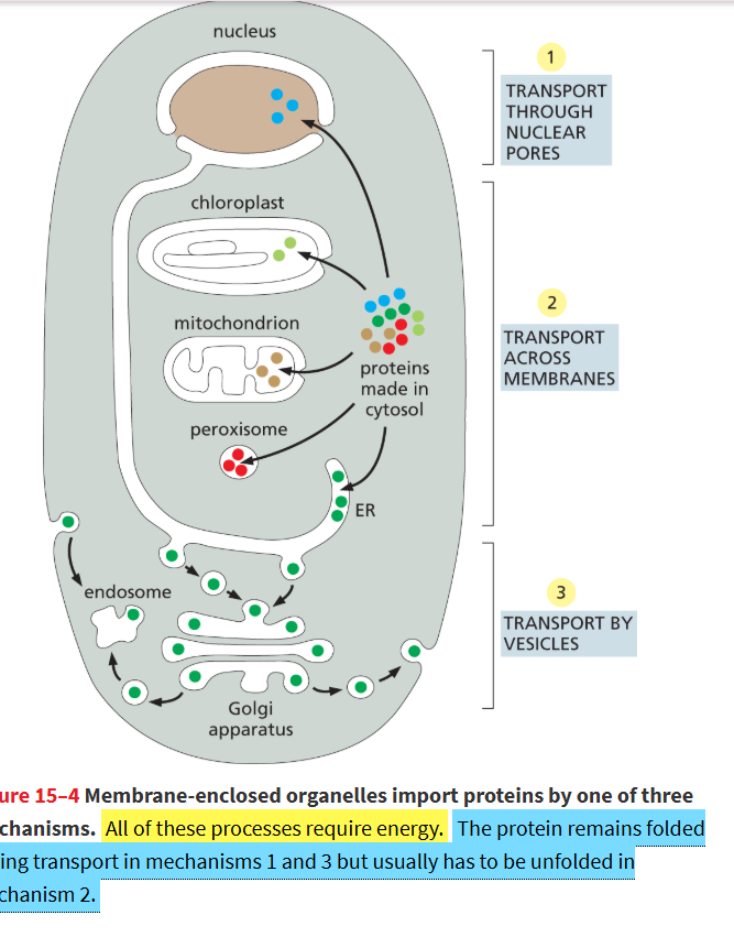 <p><strong>1) nuclear pore complexes</strong></p><ul><li><p>go into nucleus</p></li></ul><p><strong>2) transmembrane transport (protein translocators)</strong></p><ul><li><p>enter mitochondria, chloroplast, ER</p></li></ul><p><strong>3) vesicle transport</strong></p><ul><li><p>transport btwn ER and other endomembrane organelles</p></li></ul><p></p><p><strong><u>ALL REQUIRE ENERGY</u></strong>! protein remains folded for mechanism 1 and 3 but has to unfold for 2</p>