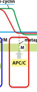 <ul><li><p>Ubiquitin ligase </p></li><li><p>Initiates anaphase and destruction of M and S cyclins</p></li><li><p>Remains active into G1</p></li></ul><p></p>