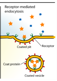 <p>Endocytosis - Receptor-mediated</p>