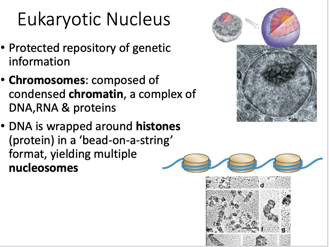 <ul><li><p>Chromosomes: composed of condensed <strong>chromatin</strong> </p></li><li><p>Chromatin = complex of DNA, RNA, & proteins </p></li></ul><p></p>