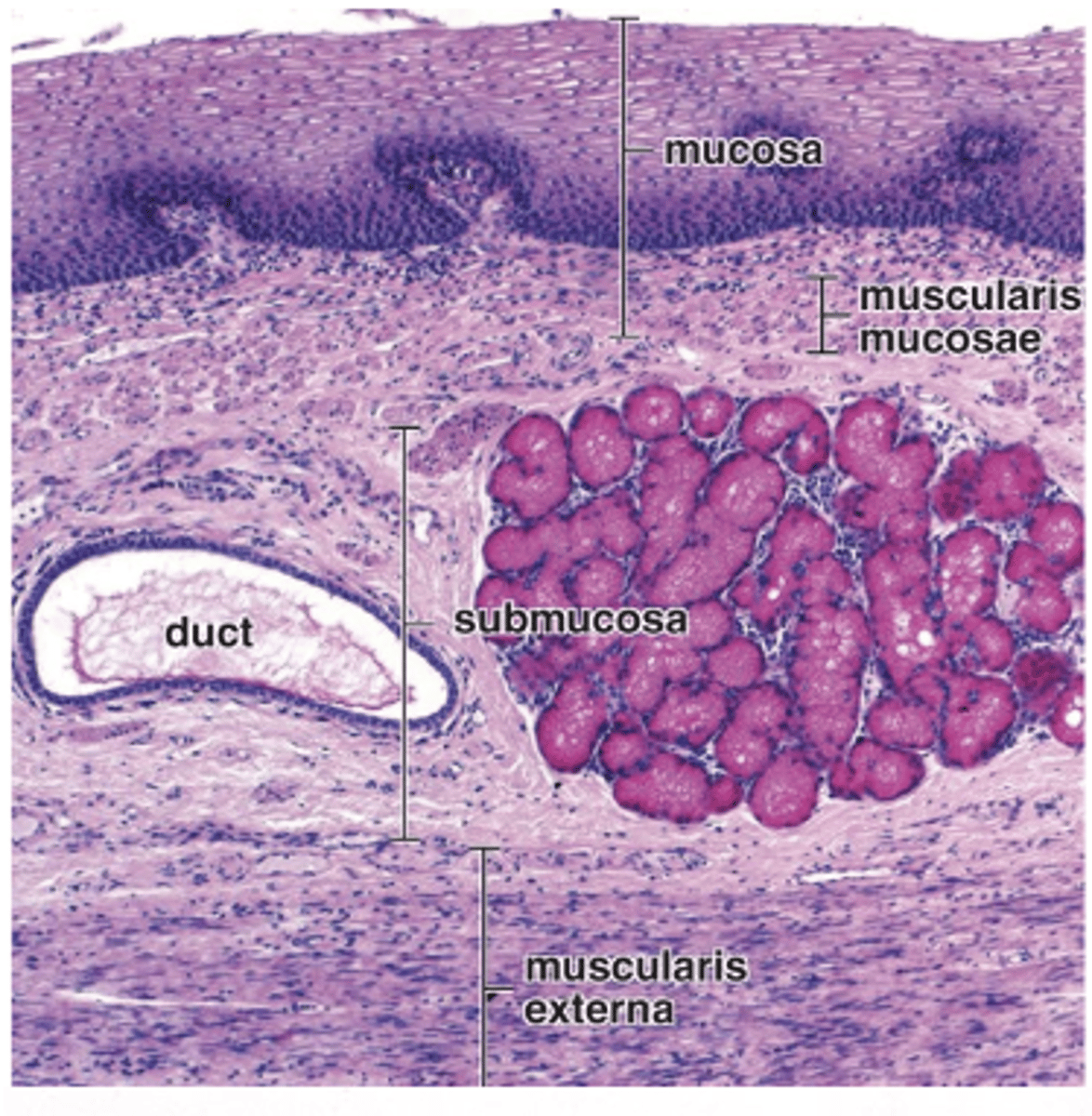 <p>What large vessels are found in the esophageal submucosa?</p>