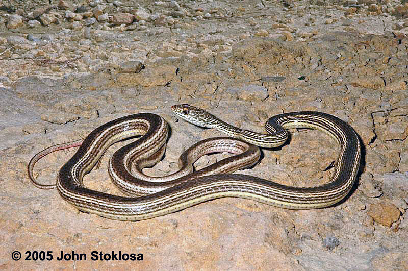 <p>Alethinophidia, Colubroidea, Colubridae<br>Coluber taeniatus<br>Striped whipsnake</p>