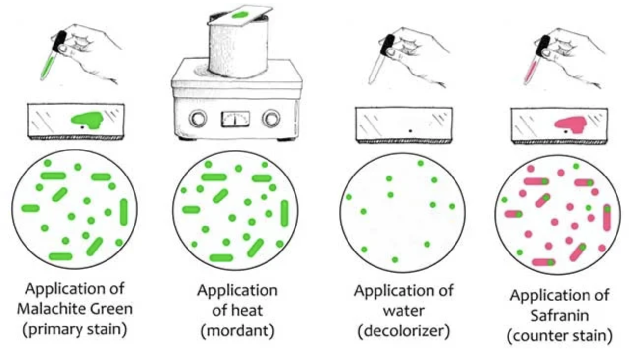 <p><strong>Spore cells:</strong> green, presence of dormant, highly resistant, metabolically inactive bacterial endospores because of unfavorable environment</p><p><strong>Vegetative cells:</strong> red/pink, metabolically active</p>