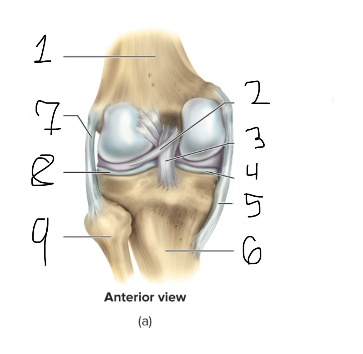 <p>8</p>