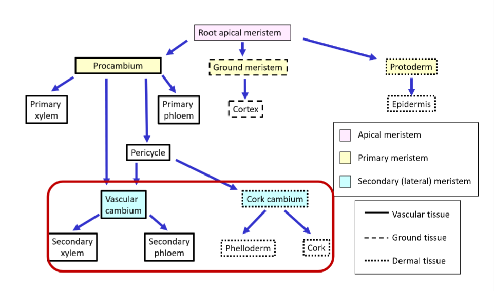 <p>In long-lived dicot plants,part of pericycle cells combine with residual procambium (located between arcs of xylem and phloem) to produce a <strong>vascular cambium</strong></p><ul><li><p>a secondary phloem also pushes remaining pericycle out and it becomes the<strong> cork cambium</strong></p></li></ul><p></p>