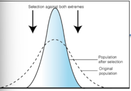 <p>A type of natural selection that favors average, intermediate phenotypes rather than extreme variations, <strong>reducing genetic diversity</strong> and stabilizing a population's traits. It occurs when environmental conditions remain stable, acting against extreme, less-fit variations to maintain the status quo, making it very common in nature.</p>