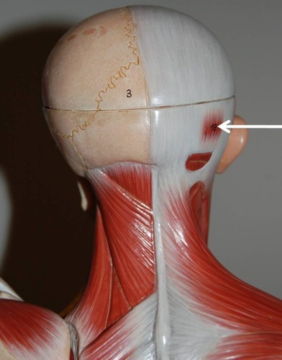 <p>Action - draws scalp backward</p>