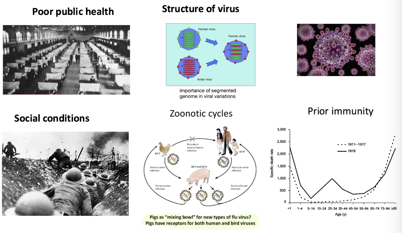 <p>Host/pathogen/environment interactions all were involved in the Spanish Flu pandemic 1918-1921:</p><p><span style="color: green;">(<strong>Host)</strong></span><strong> There was <u>no prior immunity to the virus</u> among the population leading to high susceptibility</strong></p><p><span style="color: green;"><strong>(Pathogen)</strong></span><strong> Unique structure<u> such as the segmented genome</u> allowed for human and avian strains to mix, leading to a </strong>new, virulent strain that spread rapidly.<br><span style="color: green;"><strong>(Environment)</strong> </span><strong><u>The poor public health measures and crowded conditions</u> i.e. in trenches/ bunkers,</strong> exacerbated the pandemic's impact.</p><p></p>