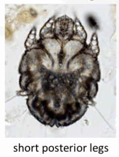 <p>Is this mite a burrowing or non burrowing mite?</p>