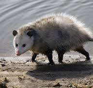 <p>What is the order of this animal?</p>