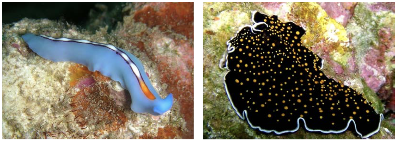 <p>(OpenStax Biology 2e Figure 28.13)</p><p>Like the planarian shown above, the colorful marine worms below are free-living members of a worm clade with three germ layers but no body cavity. They are all</p>