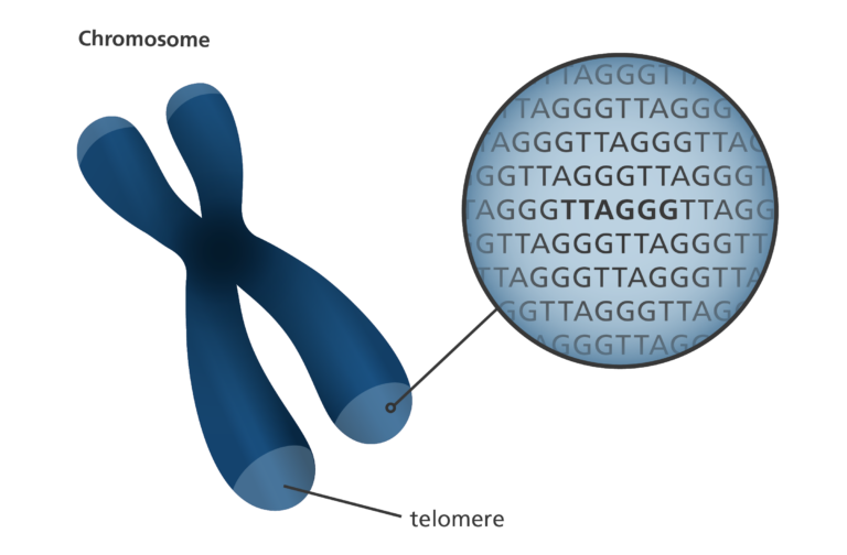 <p>Telomeres</p>