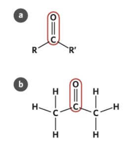 <p><span style="background-color: inherit; line-height: 20.7px; color: windowtext;"><strong>Ketone </strong>organic compound that contains a carbonyl functional group (C=O), where each of the two remaining bonds on the carbon in the carbonyl group are bonded to an alkyl group (-CO-)</span><span style="line-height: 20.7px; color: windowtext;">&nbsp;</span></p><ul><li><p class="Paragraph SCXO48674560 BCX0" style="text-align: left;"><span style="background-color: inherit; line-height: 20.7px; color: windowtext;">Note that&nbsp; the two alkyl groups bonded to the carbon in the CO group do not have to be the same</span><span style="line-height: 20.7px; color: windowtext;">&nbsp;</span></p></li><li><p class="Paragraph SCXO48674560 BCX0" style="text-align: left;"><span style="background-color: inherit; line-height: 20.7px; color: windowtext;">Ketone functional groups <u>can only exist within the carbon chain</u> (so never on the terminal carbon)</span><span style="line-height: 20.7px; color: windowtext;">&nbsp;</span></p></li></ul><p></p>