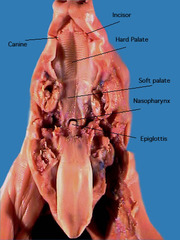 <p>roof of the mouth with underlying bone</p>