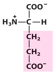 <p>Glu or E</p><p>Acidic (negatively charged)</p>