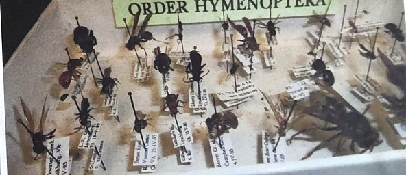 <p>what order are ants, honey bees, wasps, hornets and yellow jackets in </p>