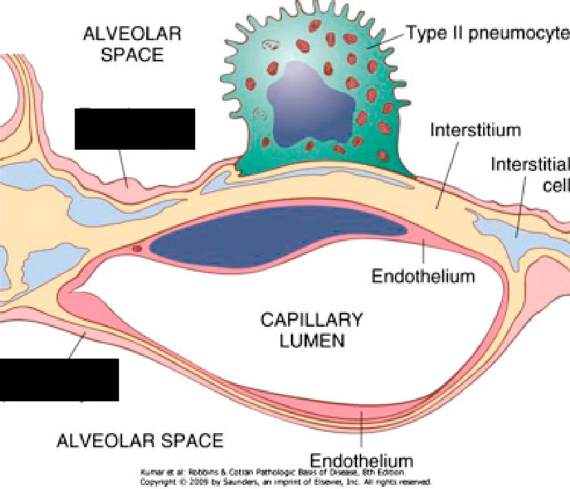 <p><span style="background-color: transparent;">The cells of the simple squamous epithelium</span></p>