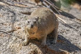 <p>Order: hyrax</p>