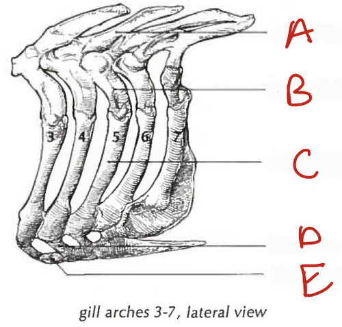<p>A</p>