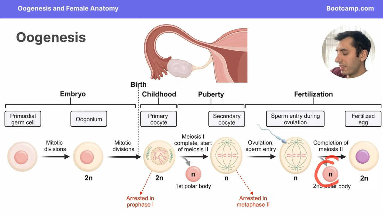 <p>upon fertilization</p>