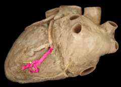 <p>identify the structure</p>