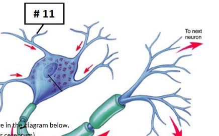<p>What is a part of a neuron?</p>