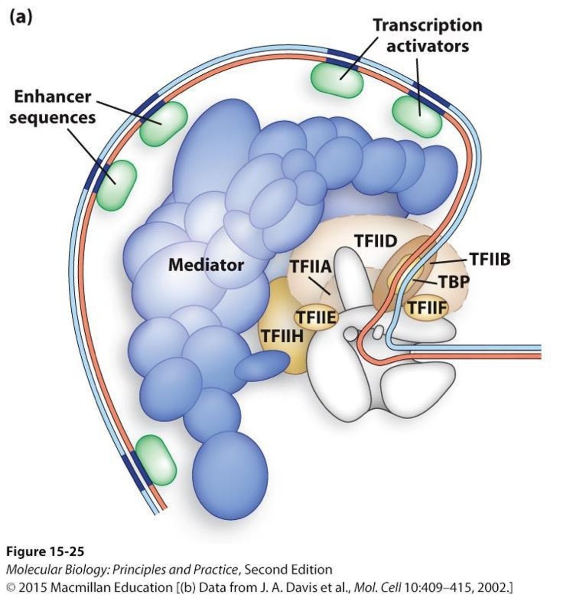 <p>It bridges distant proteins bound to enhancer sequences and RNA polymerase II.</p>