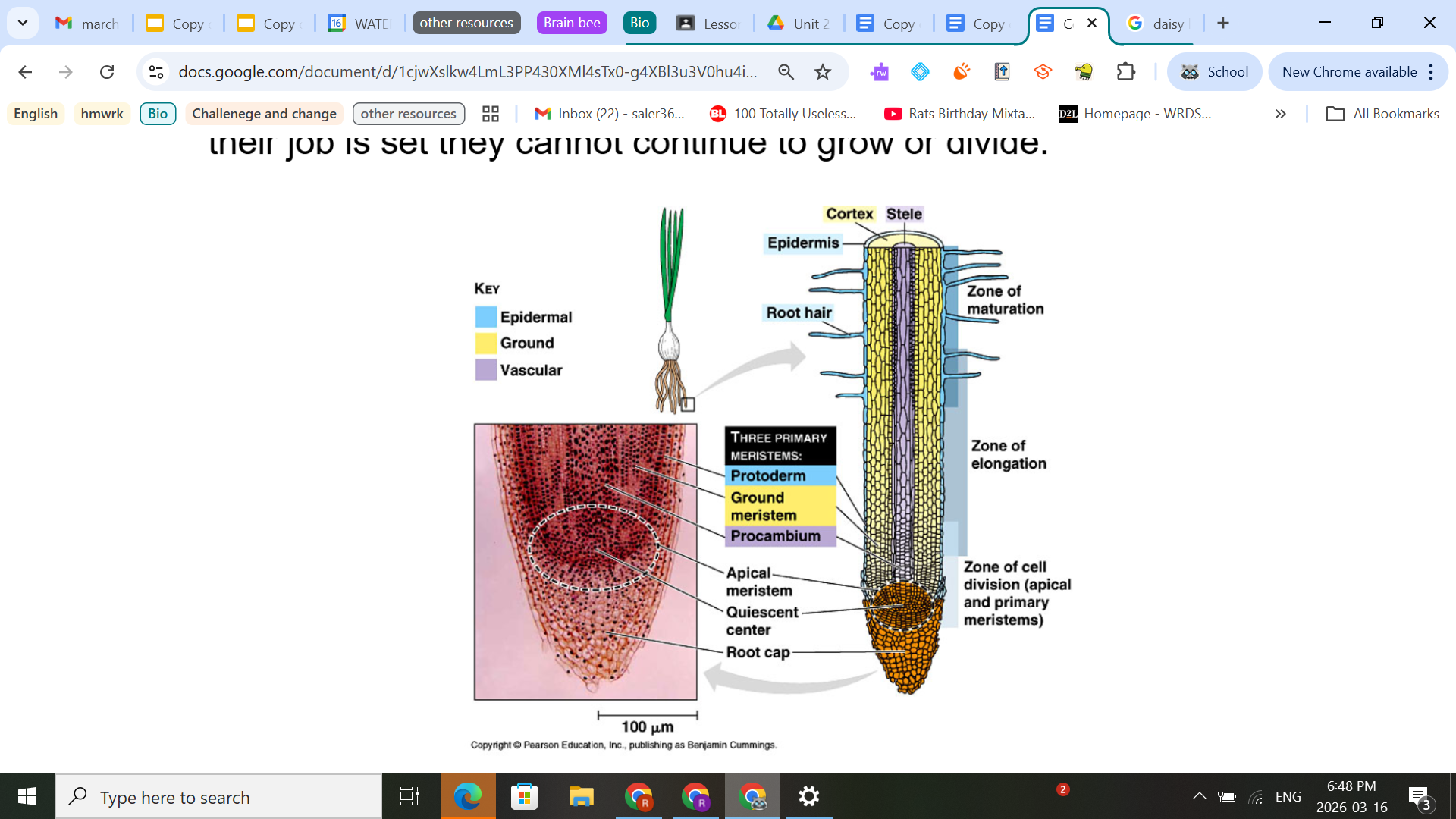 <p><span style="background-color: transparent;">When the meristem cells first divide, many of them begin to elongate which makes the root longer.&nbsp; As they elongate they begin to differentiate into the specialized cells of the dermal, ground, and vascular tissues systems.&nbsp; Once their job is set they cannot continue to grow or divide.</span></p><p><span style="background-color: transparent;">Note: These do have apical meristems (a region of actively dividing, undifferentiated cells found at the tips of plant roots and shoots).</span></p><p>ask miss barrick if we need to know these pics</p>