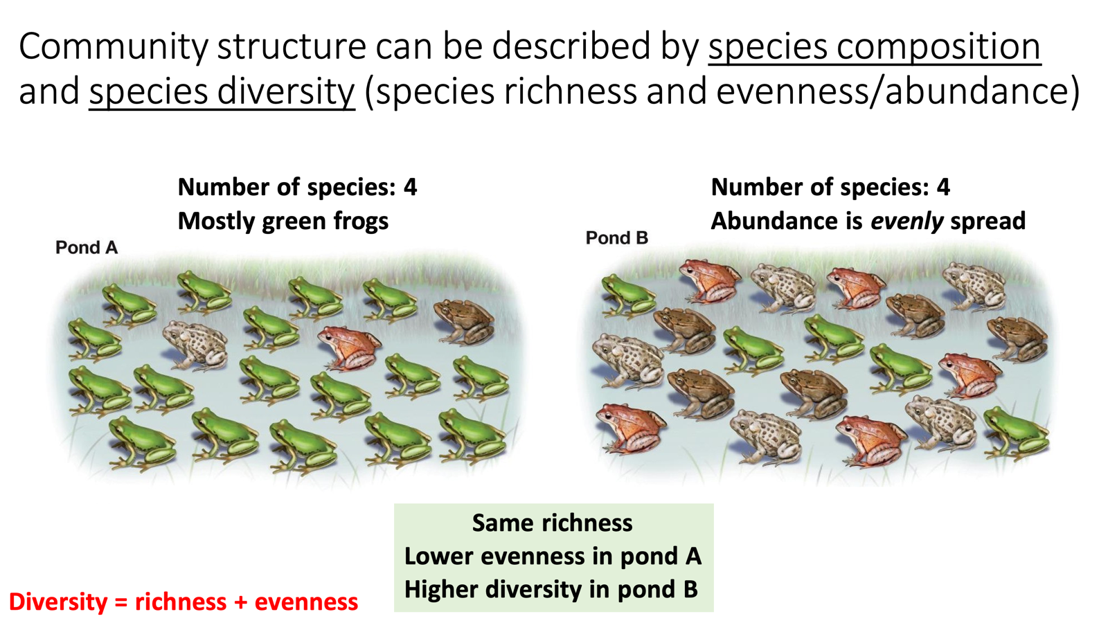 <ul><li><p>Community structure can be described by species composition and species diversity (species richness and evenness/abundance)</p><ul><li><p><span>Same richness Lower evenness in pond A Higher diversity in pond B</span></p></li><li><p><span>Diversity = richness + evenness</span></p></li></ul></li></ul><p></p>