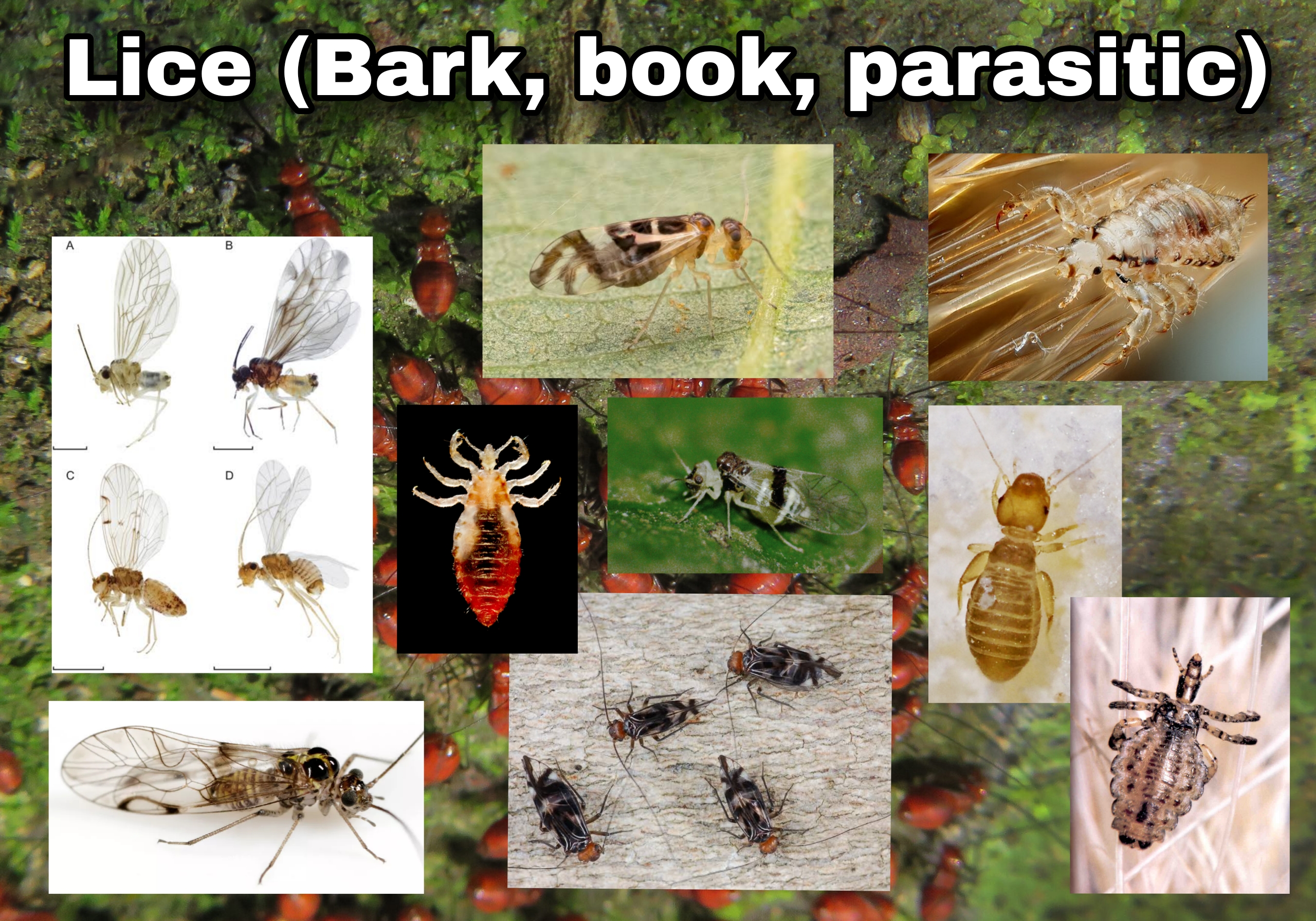<p>Lice (Bark, book, parasitic)</p>