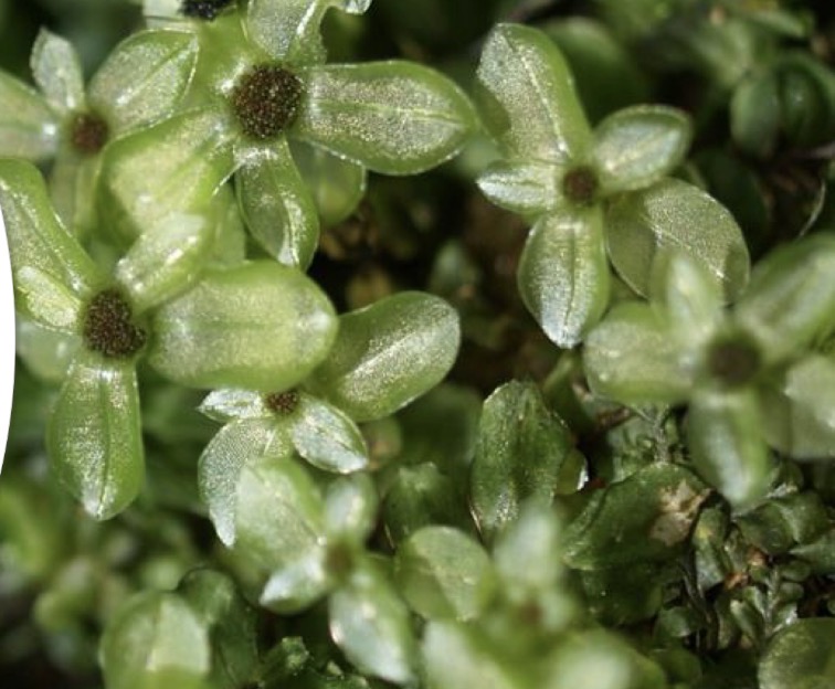 <p>Deblo poddeblo razred red vrsta razrast</p>