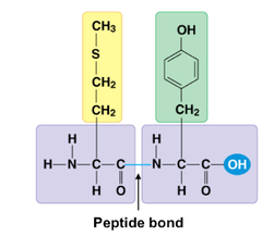 <p>The chemical bond that forms between the carboxyl group of one amino acid and the amino group of another amino acid</p>