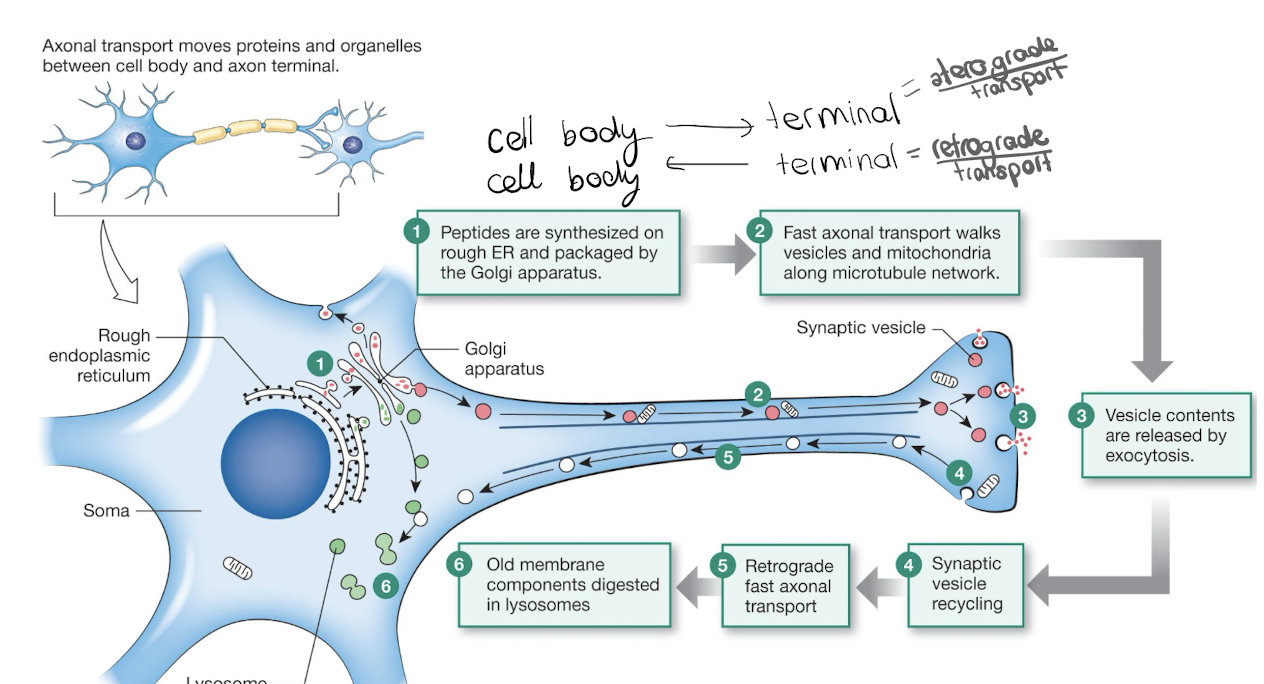 knowt flashcard image
