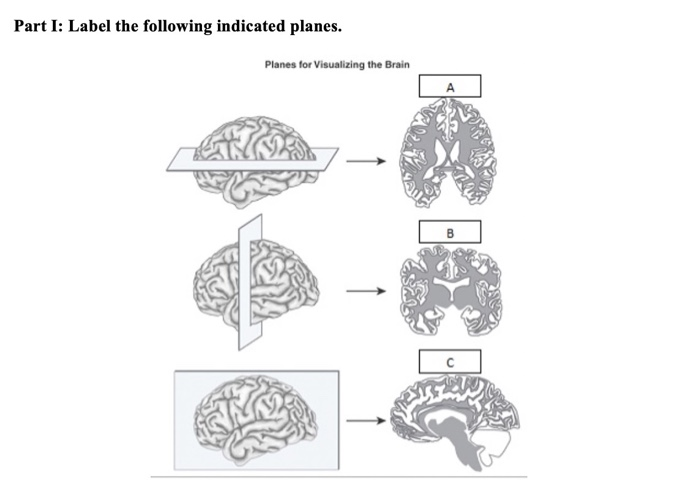 <p>Brain Plane</p>