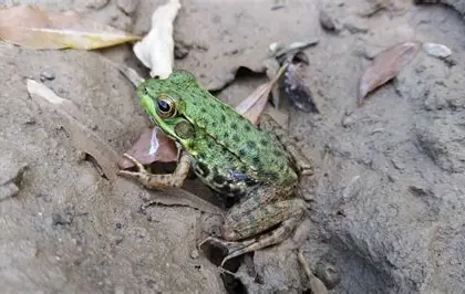 <p>What Amphibian is this?</p>