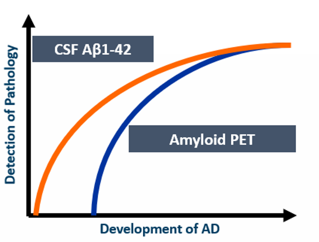 <p>1) <u>Seniele plaques: beta-amyloïd</u></p><ul><li><p>amyloid cascade hypothese: opstapeling → sterfte van neuronen</p></li><li><p>kunnen zichtbaar gemaakt worden: biomerker positief → grote kans tot ontwikkeling Alzheimer</p></li></ul><p>2) <u>Neurofibrillaire tangles: tau proteïne</u></p><ul><li><p>tau proteïne verandert chemisch &amp; kan structuur binnen neuronen niet meer houden → tangles</p></li></ul><p></p>