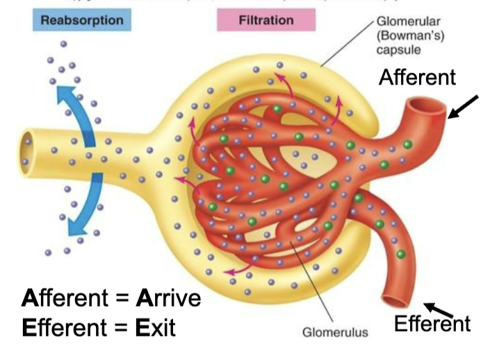 <p>Glomerulus: network of capillaries surrounded by Bowman Capsule</p><ul><li><p>blood enters and filtered from afferent arteriole</p></li><li><p>blood leaves via efferent arteriole </p></li><li><p>only small stuff gets filtered</p></li></ul><p></p>