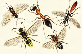 <p>Bees, wasps, ants</p><ul><li><p>pollinators</p></li><li><p>biocontrol of pests</p></li></ul><p></p>