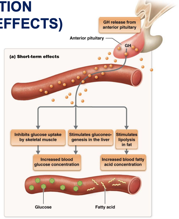 <ul><li><p><strong>Increases</strong> <u>fatty acid levels in blood</u></p><ul><li><p>enhances breakdown of triglyceride fat stored in adipose tissue</p></li></ul></li><li><p><strong>Increases</strong> <u>blood glucose levels</u></p><ul><li><p>decreases glucose uptake by muscles</p></li></ul></li><li><p><strong>Stimulates</strong> <strong>stem</strong> <strong>cell</strong> <strong>division</strong> and <strong>differentiation</strong> in <strong>epithelial</strong> and <strong>connective</strong> <strong>tissue</strong></p></li></ul><p></p>