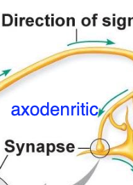 <p>Synapse onto a dendrite</p>