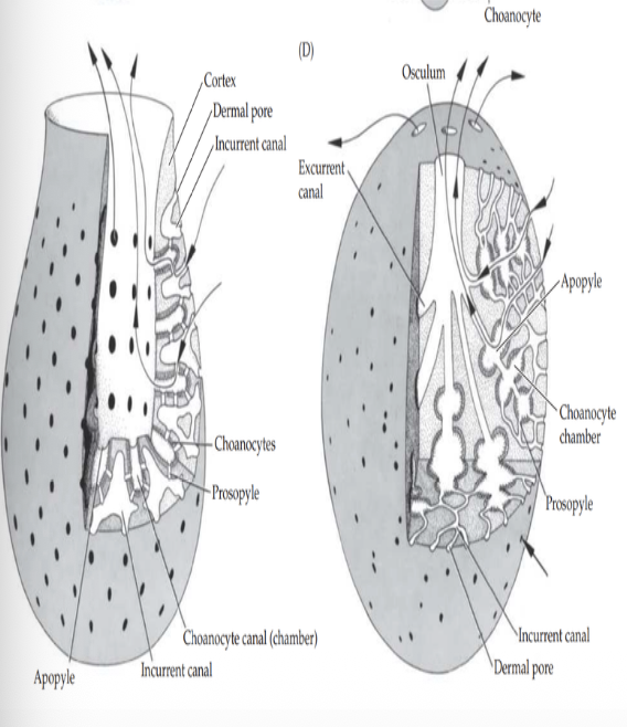 Leuconoid sponge