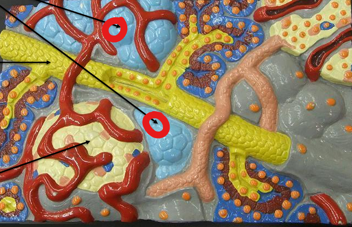 <p>Cell</p>