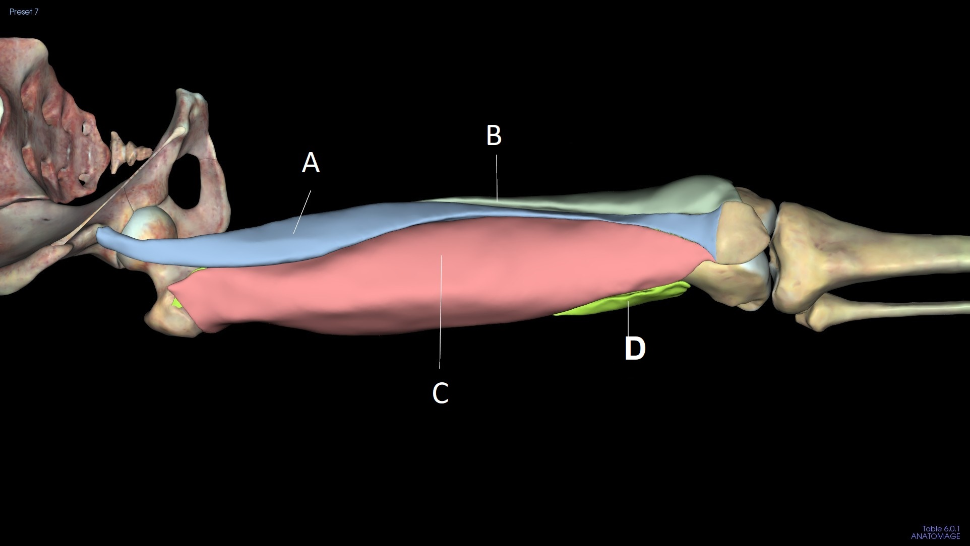 <p>C</p>