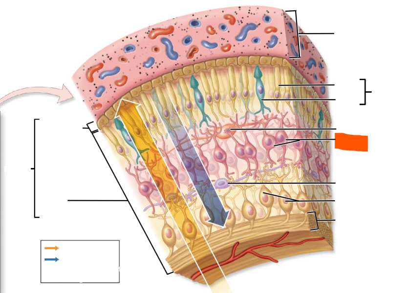 knowt flashcard image