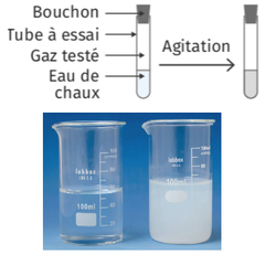 <p><strong>• Test :</strong> eau de chaux</p><p></p><p><strong>• Résultat + :</strong></p><p>l'eau de chaux se trouble</p><p>→ présence de CO₂</p><p></p><p><strong>• Résultat - :</strong></p><p>l'eau de chaux reste limpide.</p><p>→ absence de CO₂</p>