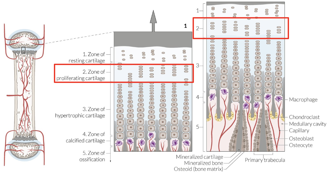 <p>Chondrocyte mitosis = Cells stack + enlarge = ECM layers</p>